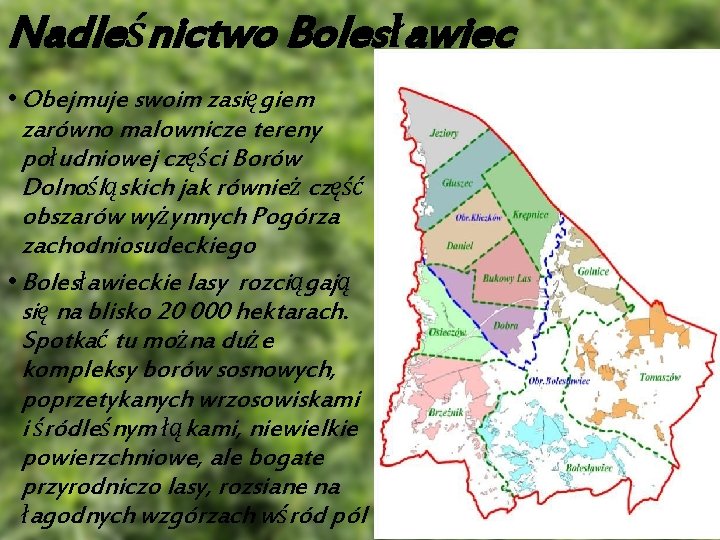 Nadleśnictwo Bolesławiec • Obejmuje swoim zasięgiem zarówno malownicze tereny południowej części Borów Dolnośląskich jak