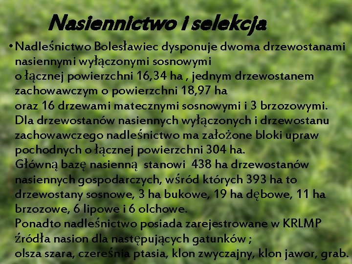 Nasiennictwo i selekcja • Nadleśnictwo Bolesławiec dysponuje dwoma drzewostanami nasiennymi wyłączonymi sosnowymi o łącznej