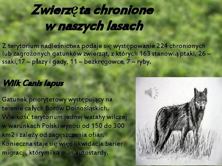 Zwierzęta chronione w naszych lasach Z terytorium nadleśnictwa podaje się występowanie 224 chronionych lub