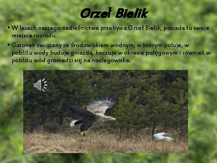 Orzeł Bielik • W lasach naszego nadleśnictwa przebywa Orzeł Bielik, posiada tu swoje miejsca