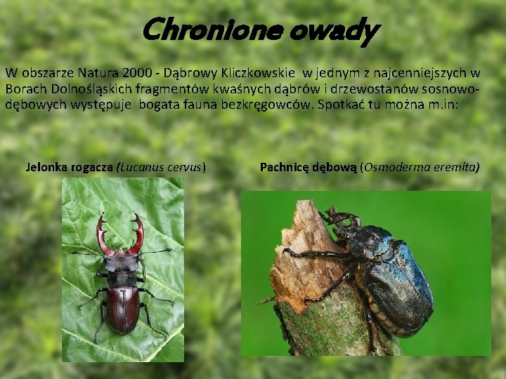 Chronione owady W obszarze Natura 2000 - Dąbrowy Kliczkowskie w jednym z najcenniejszych w