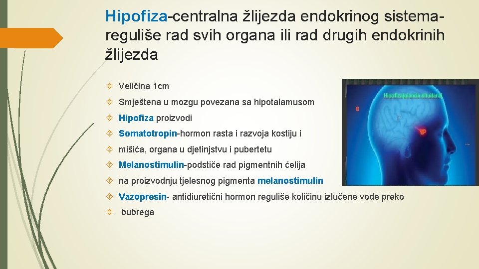 Hipofiza-centralna žlijezda endokrinog sistemareguliše rad svih organa ili rad drugih endokrinih žlijezda Veličina 1