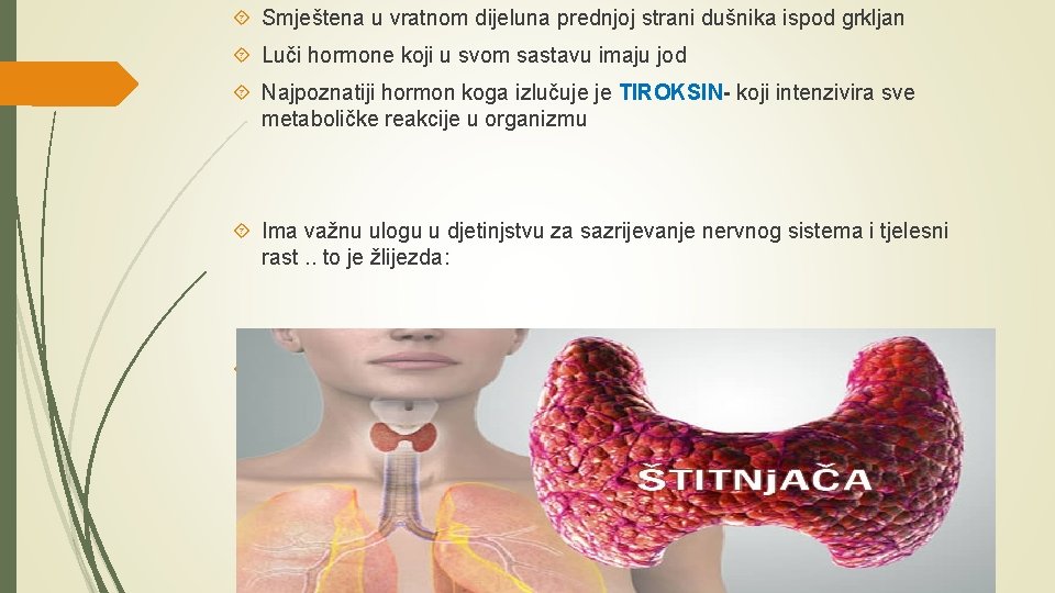  Smještena u vratnom dijeluna prednjoj strani dušnika ispod grkljan Luči hormone koji u