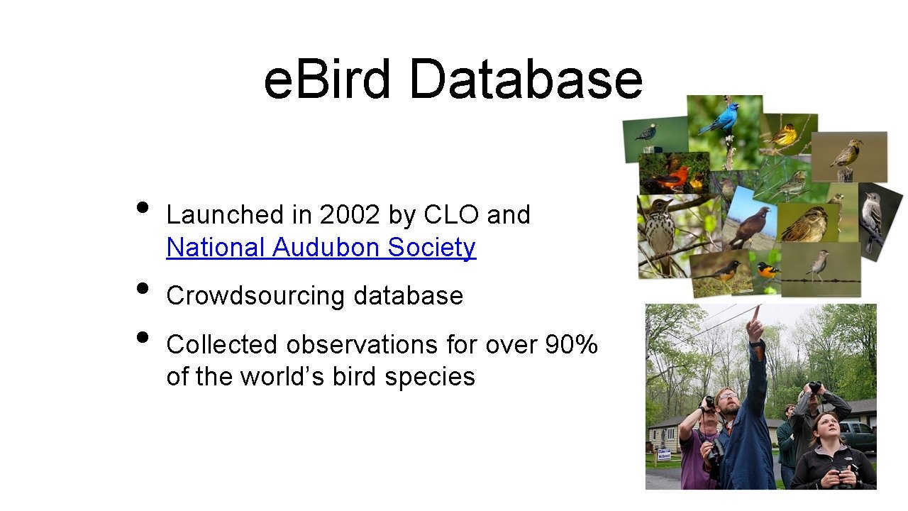 e. Bird Database • • • Launched in 2002 by CLO and National Audubon