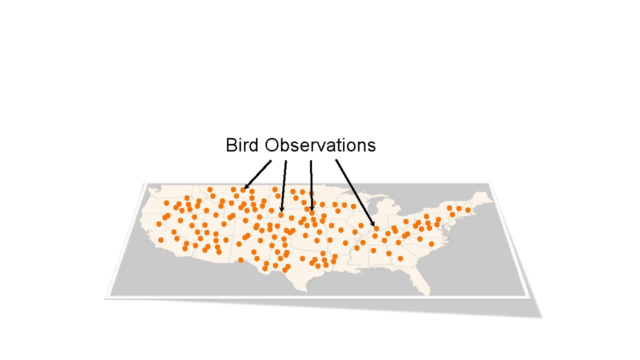 Bird Observations 