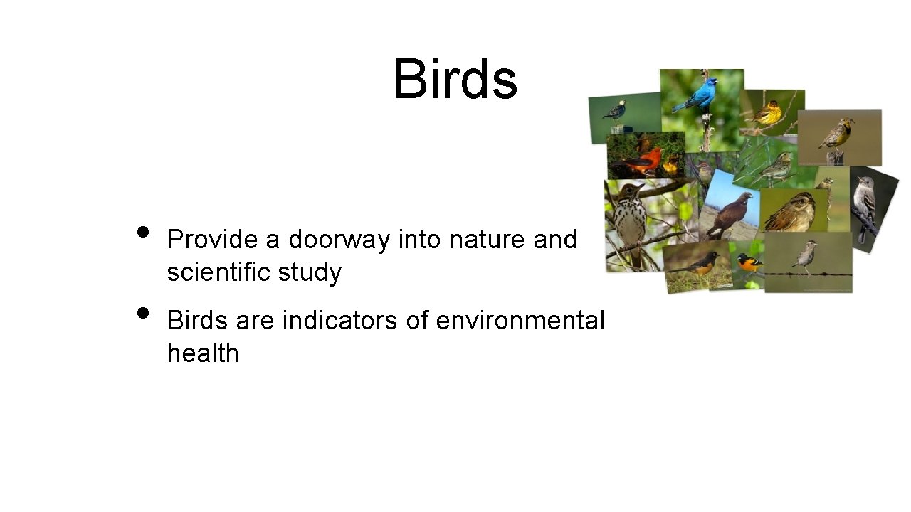 Birds • • Provide a doorway into nature and scientific study Birds are indicators