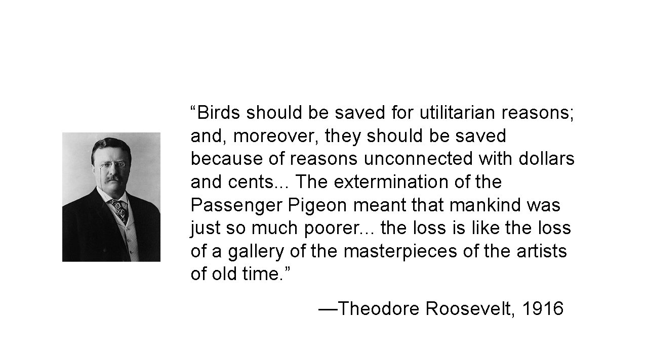 “Birds should be saved for utilitarian reasons; and, moreover, they should be saved because