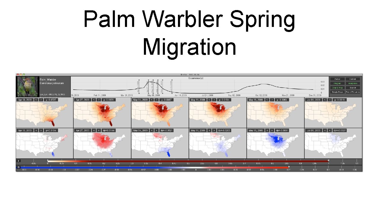 Palm Warbler Spring Migration 