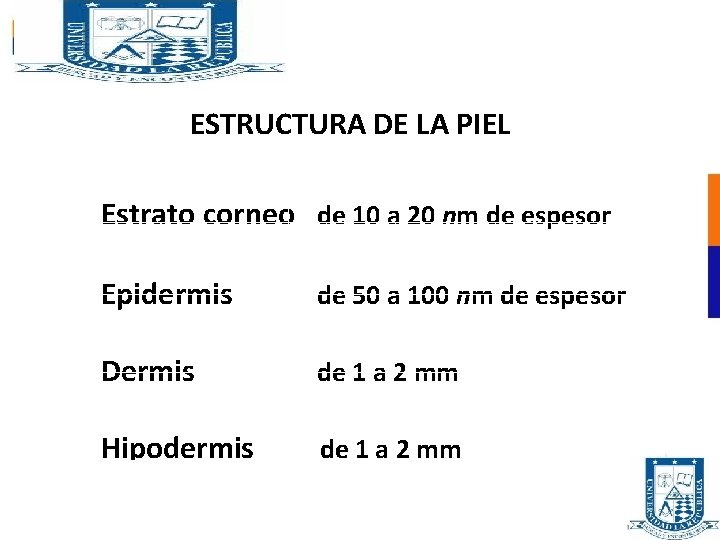 ESTRUCTURA DE LA PIEL Estrato corneo de 10 a 20 nm de espesor Epidermis