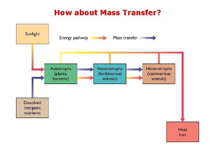 How about Mass Transfer? 