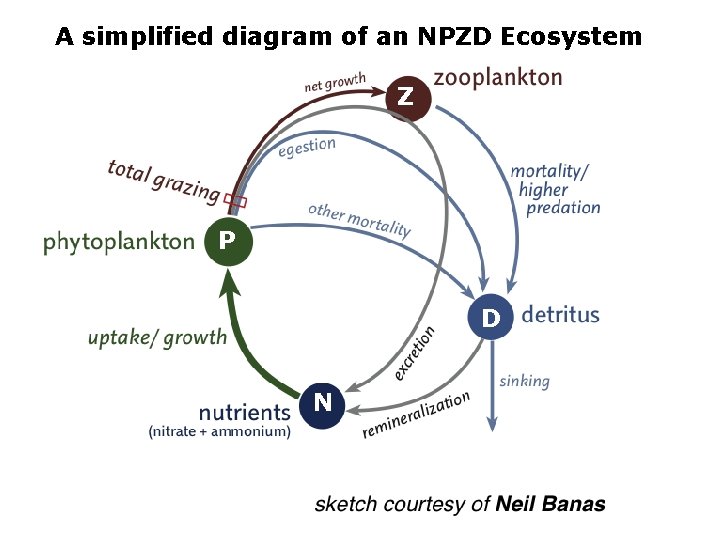 A simplified diagram of an NPZD Ecosystem Z P D N 