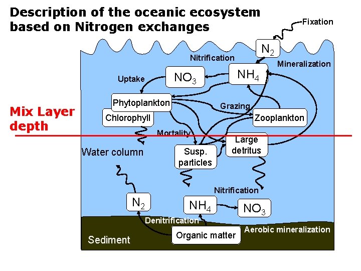 Description of the oceanic ecosystem based on Nitrogen exchanges N 2 Nitrification Mix Layer