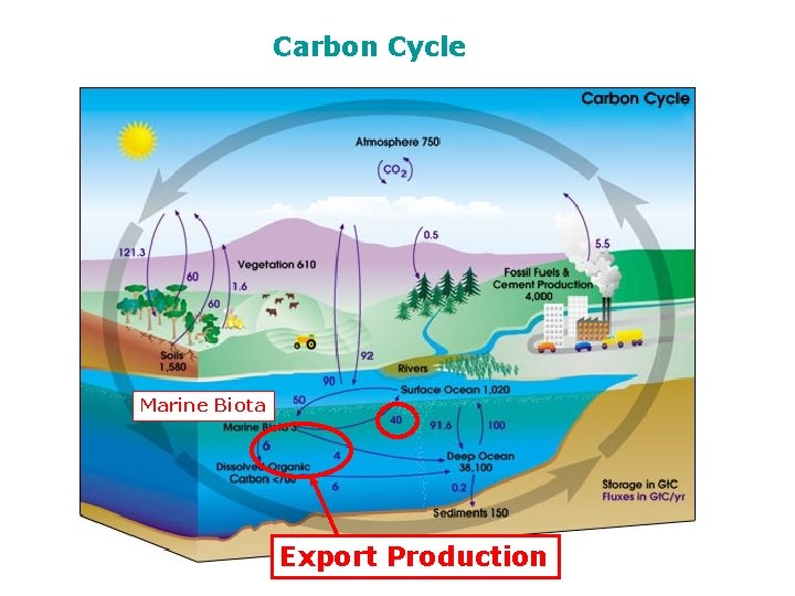 Carbon Cycle Marine Biota Export Production 