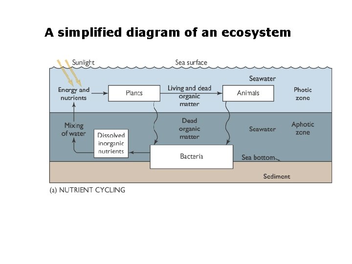 A simplified diagram of an ecosystem 