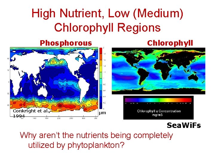 High Nutrient, Low (Medium) Chlorophyll Regions Phosphorous Conkright et al. , 1994 Chlorophyll µm
