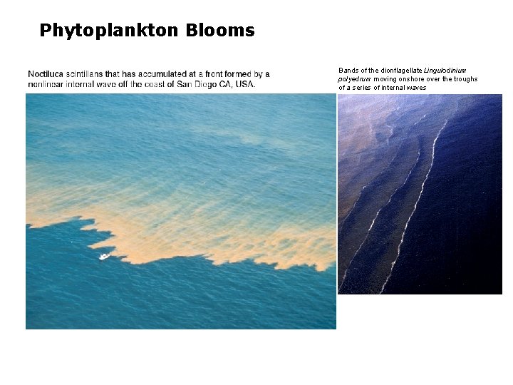 Phytoplankton Blooms Bands of the dionflagellate Lingulodinium polyedrum moving onshore over the troughs of