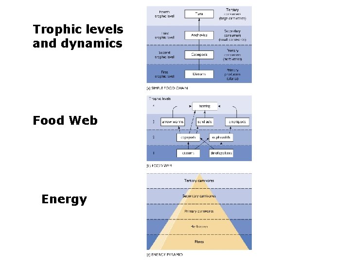 Trophic levels and dynamics Food Web Energy 