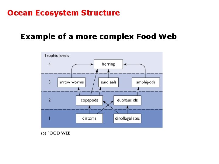 Ocean Ecosystem Structure Example of a more complex Food Web 