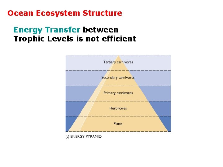 Ocean Ecosystem Structure Energy Transfer between Trophic Levels is not efficient 