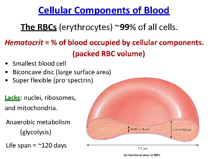 Cellular Components of Blood The RBCs (erythrocytes) ~99% of all cells. Hematocrit = %