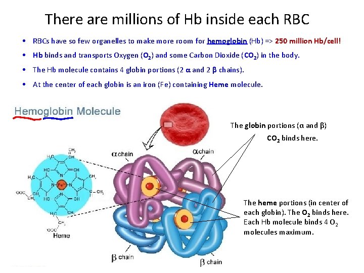 There are millions of Hb inside each RBC • RBCs have so few organelles