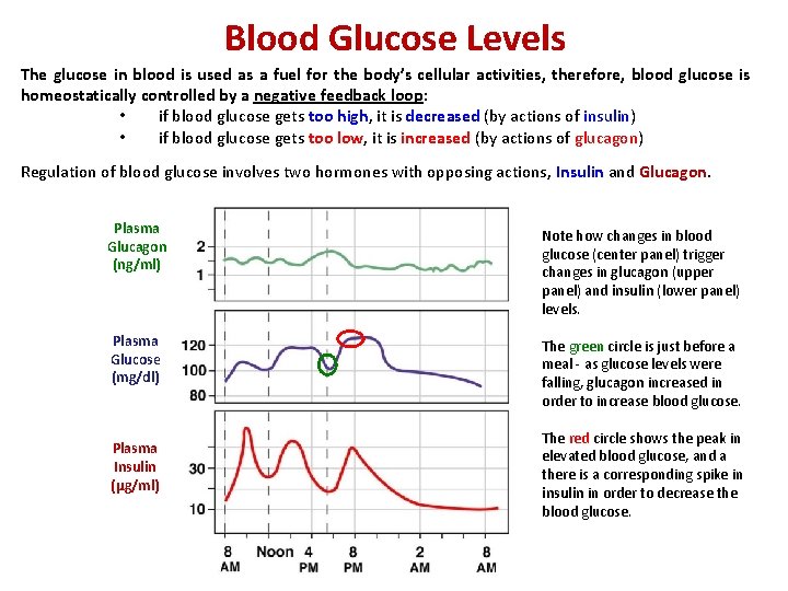 Blood Glucose Levels The glucose in blood is used as a fuel for the