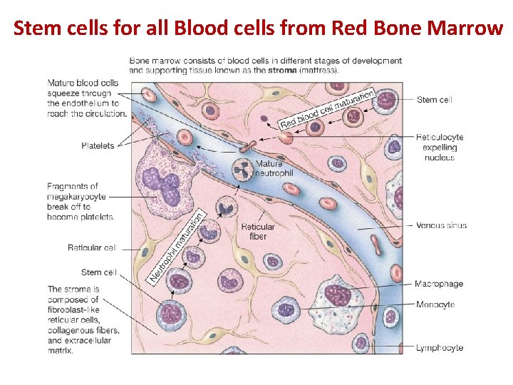 Stem cells for all Blood cells from Red Bone Marrow 