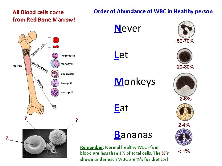 Order of Abundance of WBC in Healthy person All Blood cells come from Red