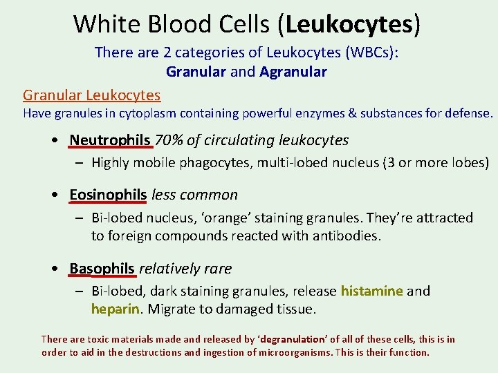 White Blood Cells (Leukocytes) There are 2 categories of Leukocytes (WBCs): Granular and Agranular