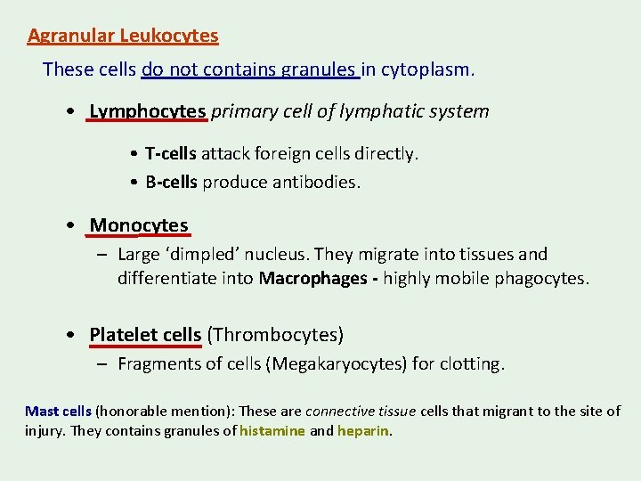 Agranular Leukocytes These cells do not contains granules in cytoplasm. • Lymphocytes primary cell