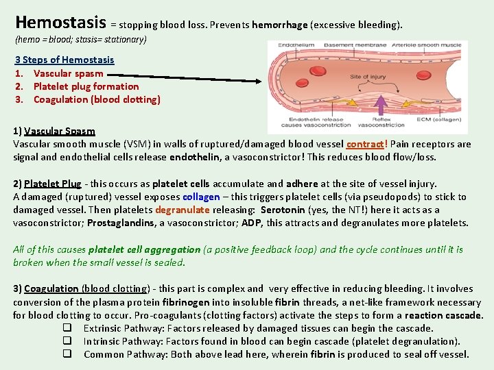 Hemostasis = stopping blood loss. Prevents hemorrhage (excessive bleeding). (hemo = blood; stasis= stationary)