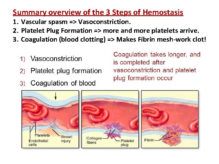 Summary overview of the 3 Steps of Hemostasis 1. Vascular spasm => Vasoconstriction. 2.