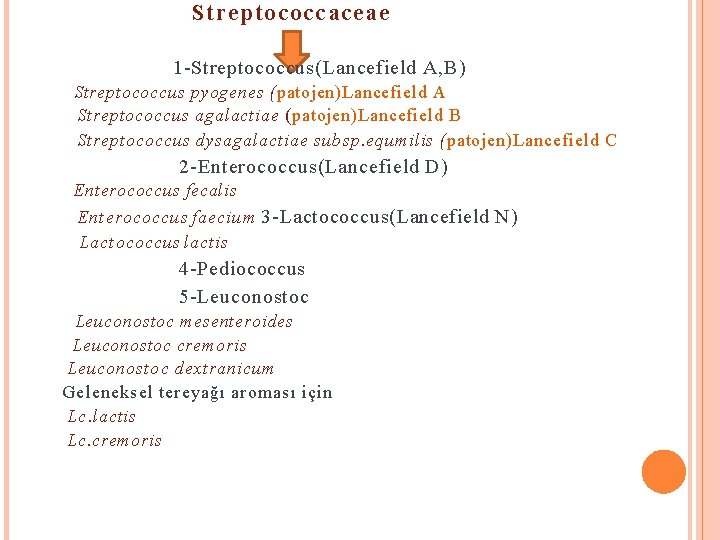 Streptococcaceae 1 -Streptococcus(Lancefield A, B) Streptococcus pyogenes (patojen)Lancefield A Streptococcus agalactiae (patojen)Lancefield B Streptococcus