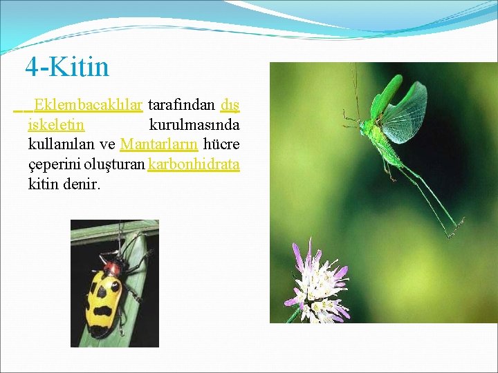 4 -Kitin Eklembacaklılar tarafından dış iskeletin kurulmasında kullanılan ve Mantarların hücre çeperini oluşturan karbonhidrata