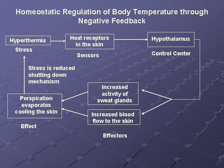 Homeostatic Regulation of Body Temperature through Negative Feedback Hyperthermia Stress Heat receptors in the