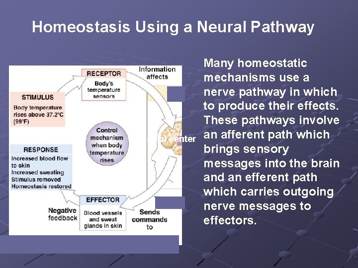 Homeostasis Using a Neural Pathway Control center Many homeostatic mechanisms use a nerve pathway