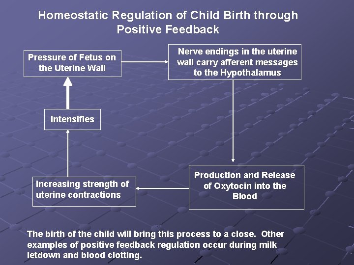 Homeostatic Regulation of Child Birth through Positive Feedback Pressure of Fetus on the Uterine