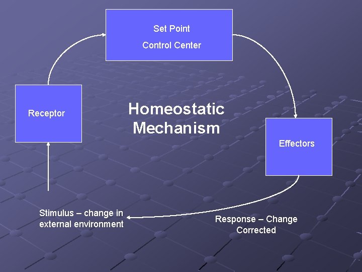 Set Point Control Center Receptor Homeostatic Mechanism Effectors Stimulus – change in external environment
