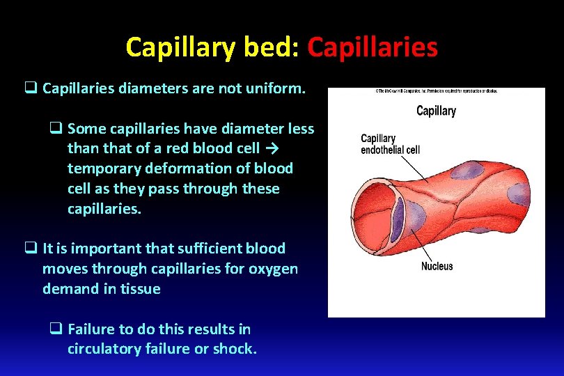 Capillary bed: Capillaries q Capillaries diameters are not uniform. q Some capillaries have diameter