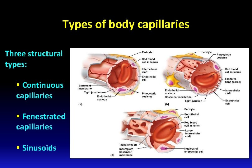 Types of body capillaries Three structural types: § Continuous capillaries § Fenestrated capillaries §