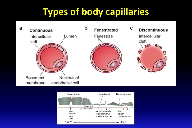 Types of body capillaries 