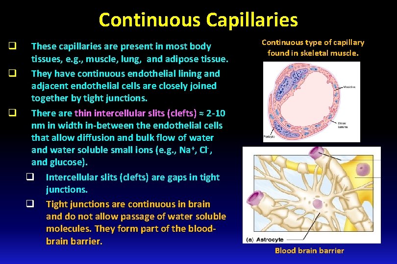 Continuous Capillaries These capillaries are present in most body tissues, e. g. , muscle,