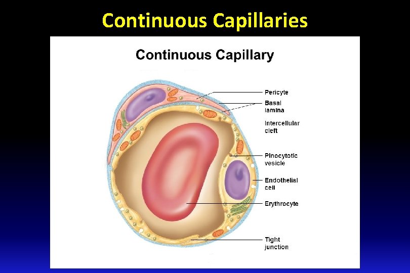 Continuous Capillaries 