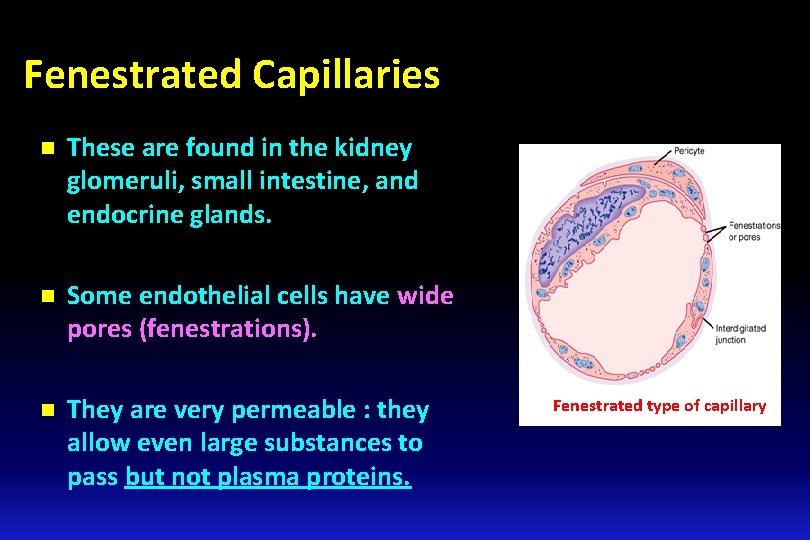 Fenestrated Capillaries n These are found in the kidney glomeruli, small intestine, and endocrine Fenestrated Capillaries n These are found in the kidney glomeruli, small intestine, and endocrine