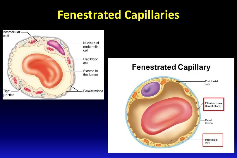 Fenestrated Capillaries 