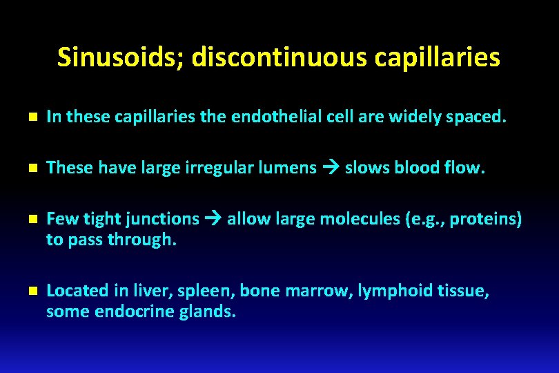 Sinusoids; discontinuous capillaries n In these capillaries the endothelial cell are widely spaced. n
