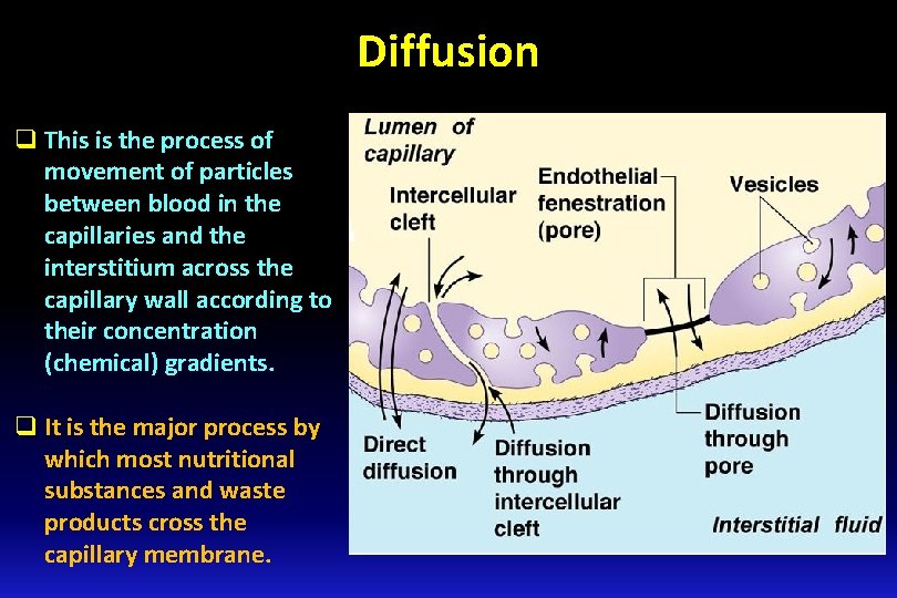 Diffusion q This is the process of movement of particles between blood in the