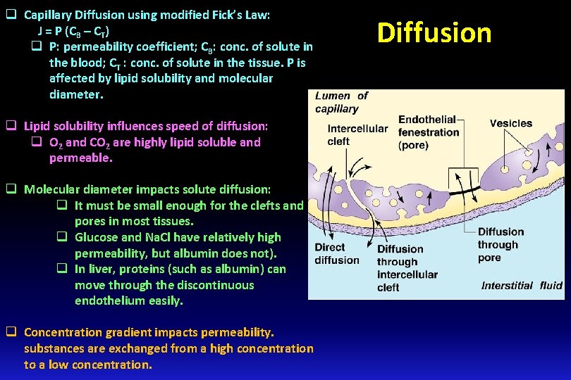 q Capillary Diffusion using modified Fick’s Law: J = P (CB – CT) q q Capillary Diffusion using modified Fick’s Law: J = P (CB – CT) q