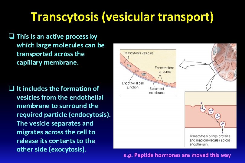 Transcytosis (vesicular transport) q This is an active process by which large molecules can