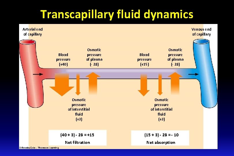 Transcapillary fluid dynamics Arterial end of capillary Venous end of capillary Blood pressure (+40) Transcapillary fluid dynamics Arterial end of capillary Venous end of capillary Blood pressure (+40)